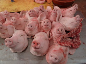pigs heads