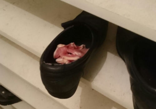 Result of Salisbury Plain bacon test 