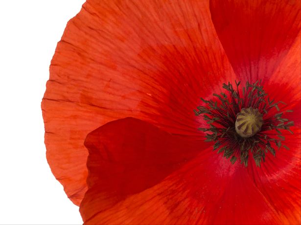 remembrance-day2
